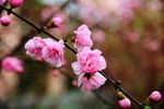 榆叶梅