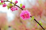 梅花
