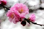 榆叶梅