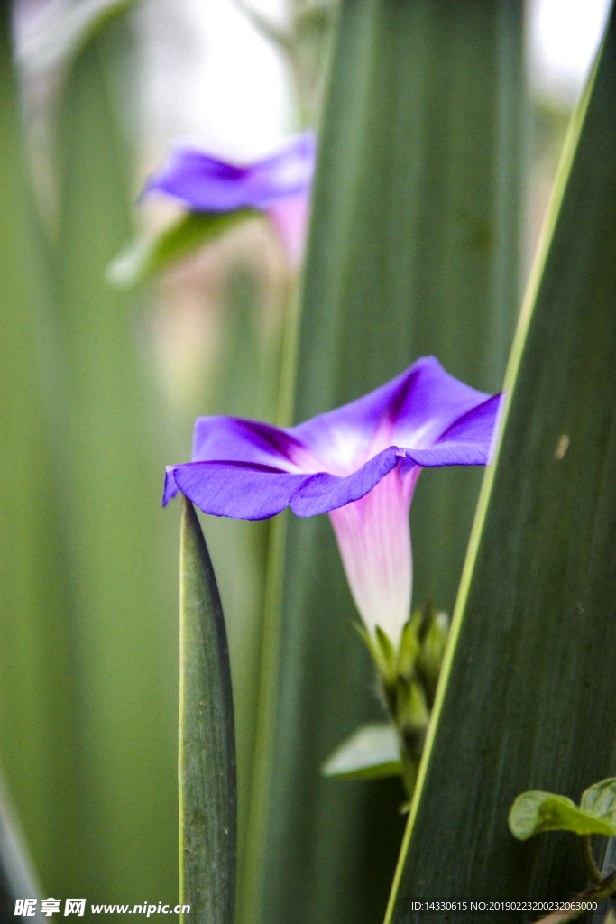 牵牛花