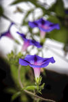 牵牛花