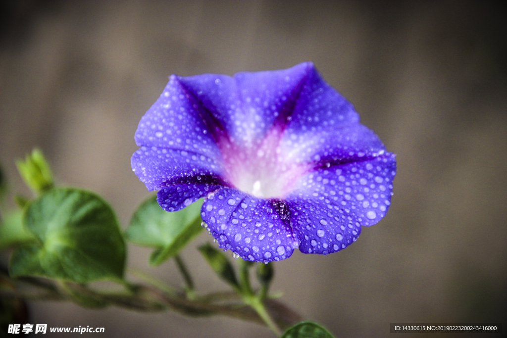 牵牛花