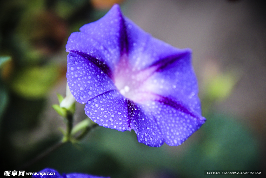 牵牛花