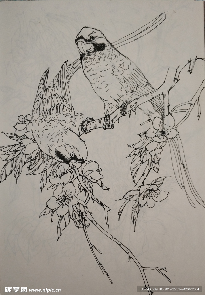 花鸟线描小稿