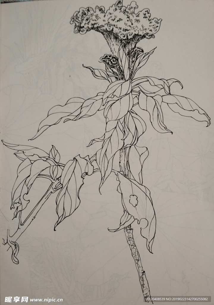 鸡冠花写生作品
