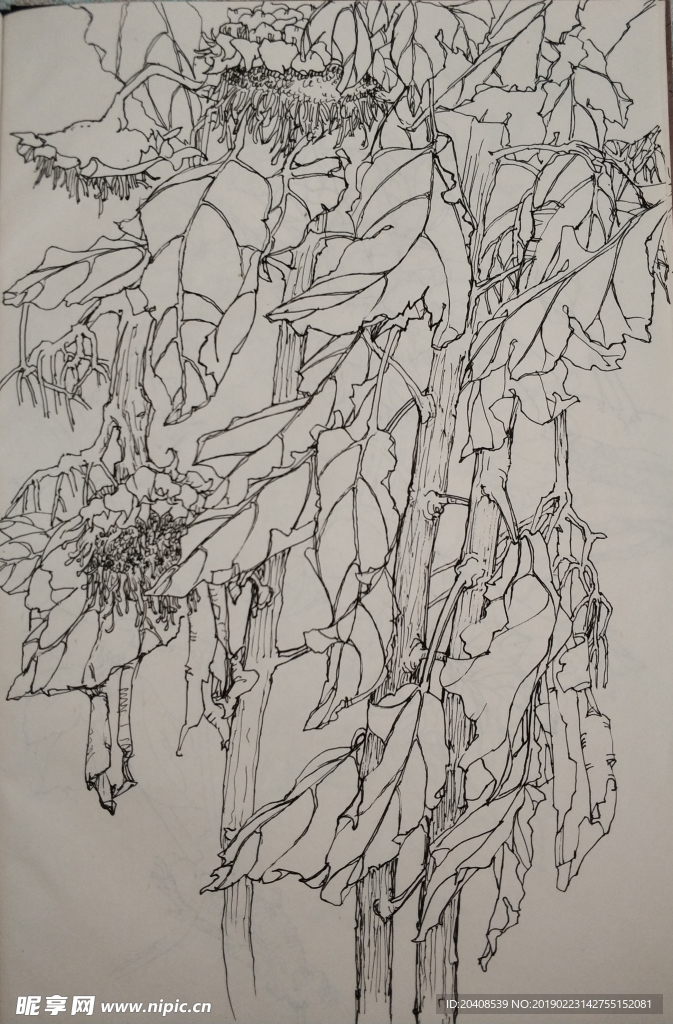花卉写生手绘小稿