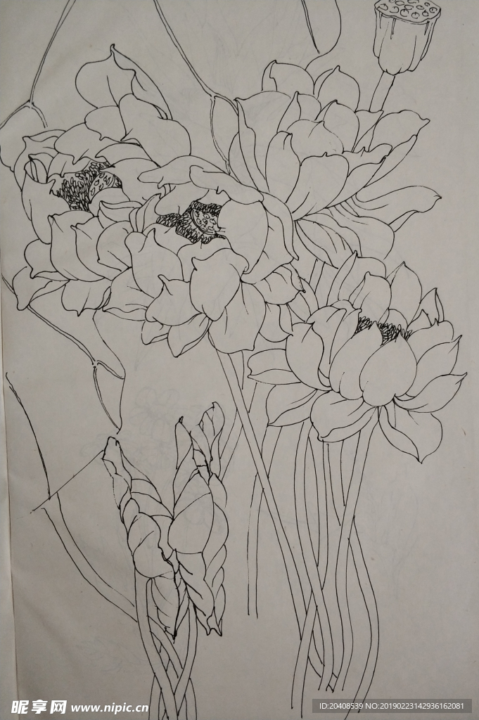 花卉线描小稿