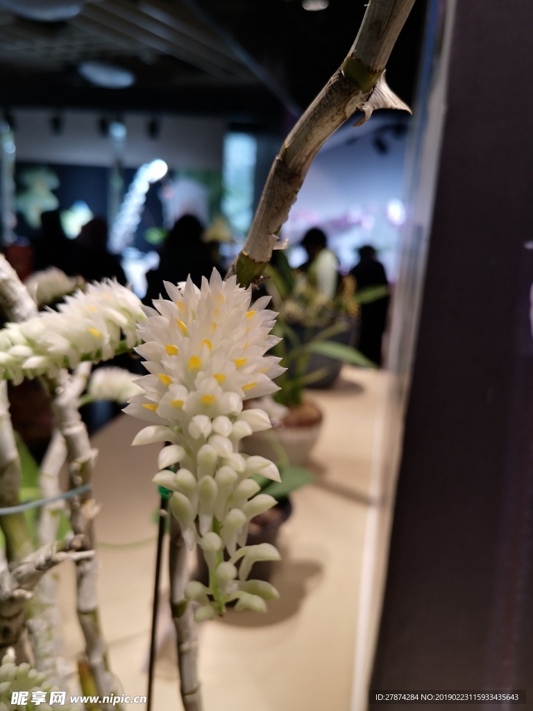兰花
