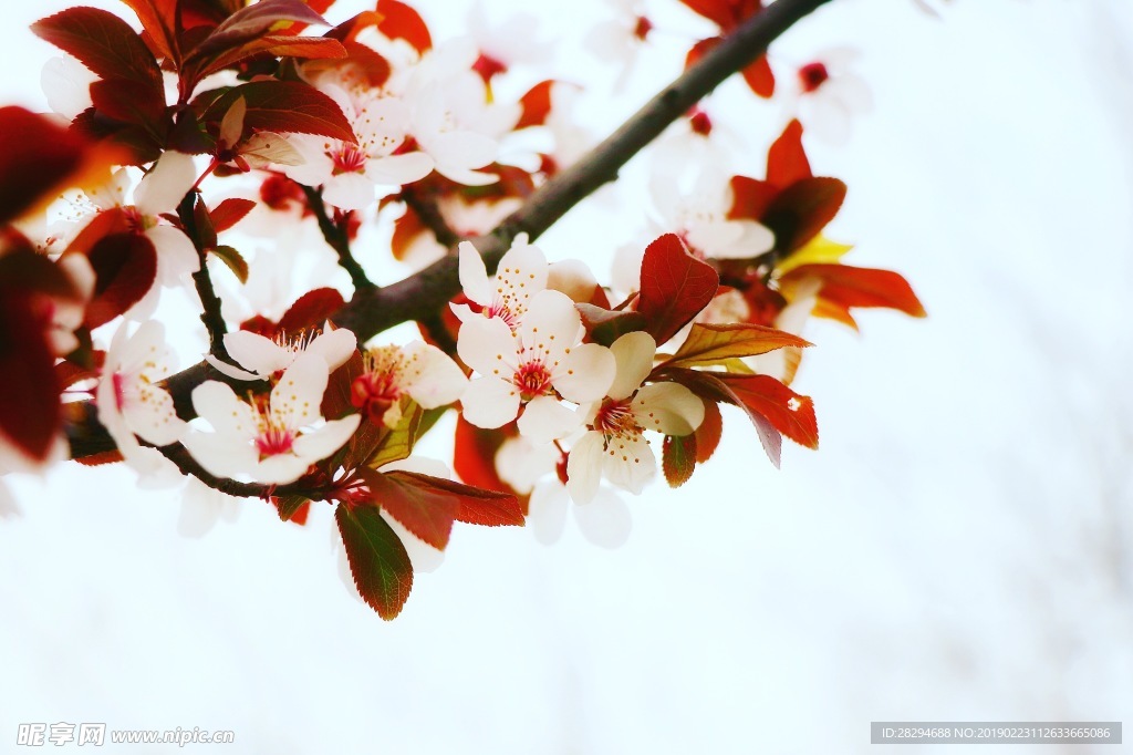桃花