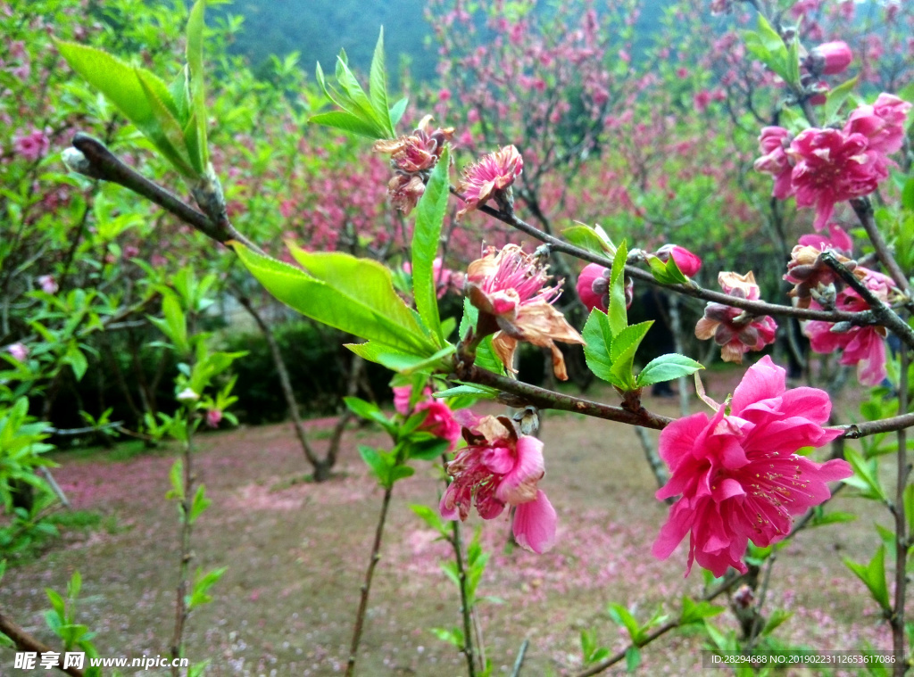 桃花