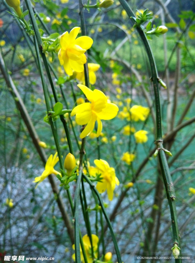 油菜花