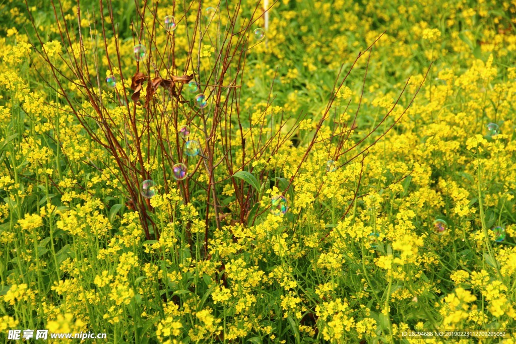 油菜花