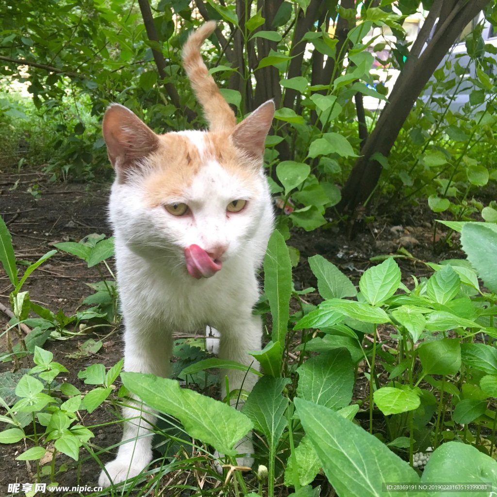 猫