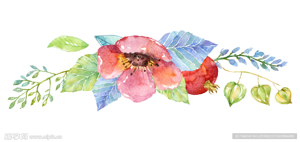 水彩 手绘 花卉 花朵 植物