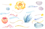 水彩 手绘 花卉 花朵 植物
