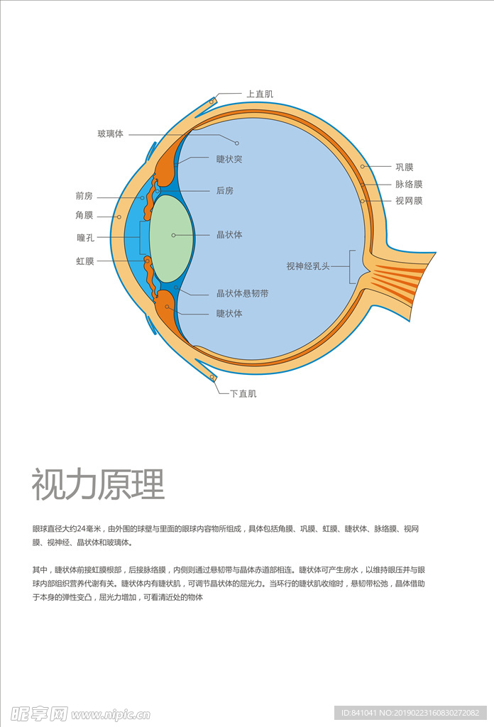 视力原理