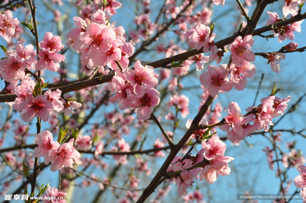 桃花枝开满桃花图片