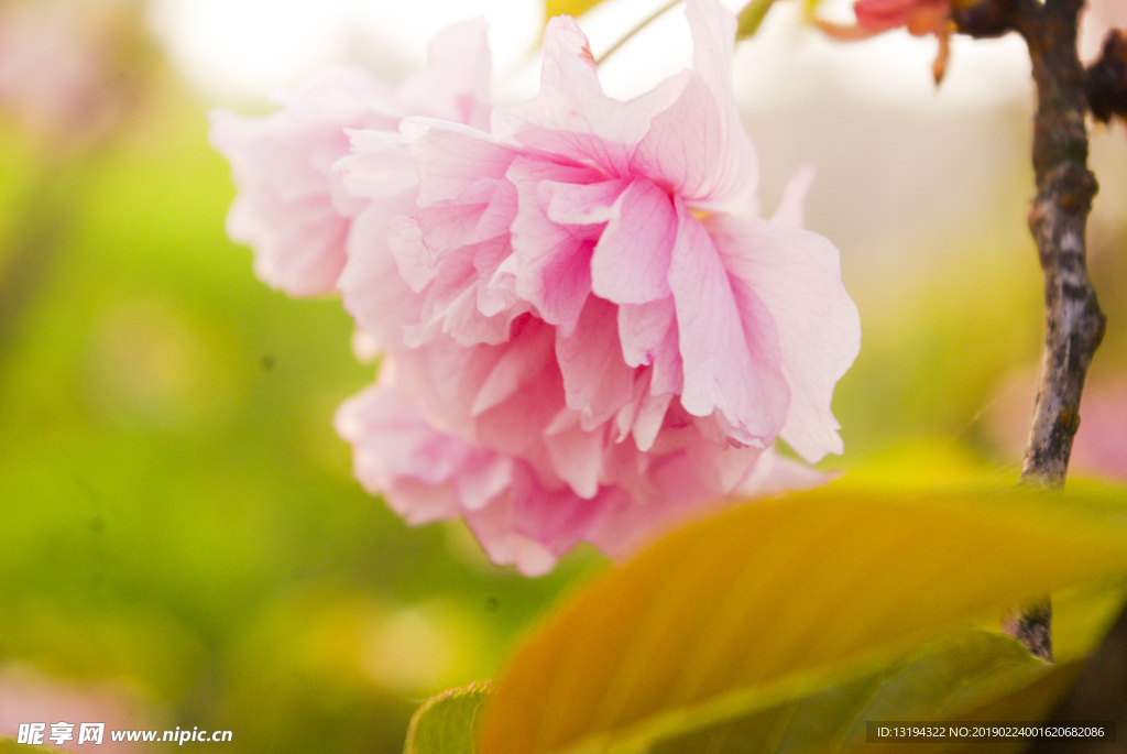樱花