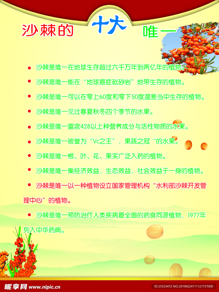 沙棘