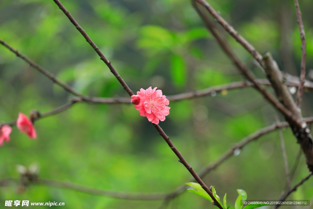 桃花