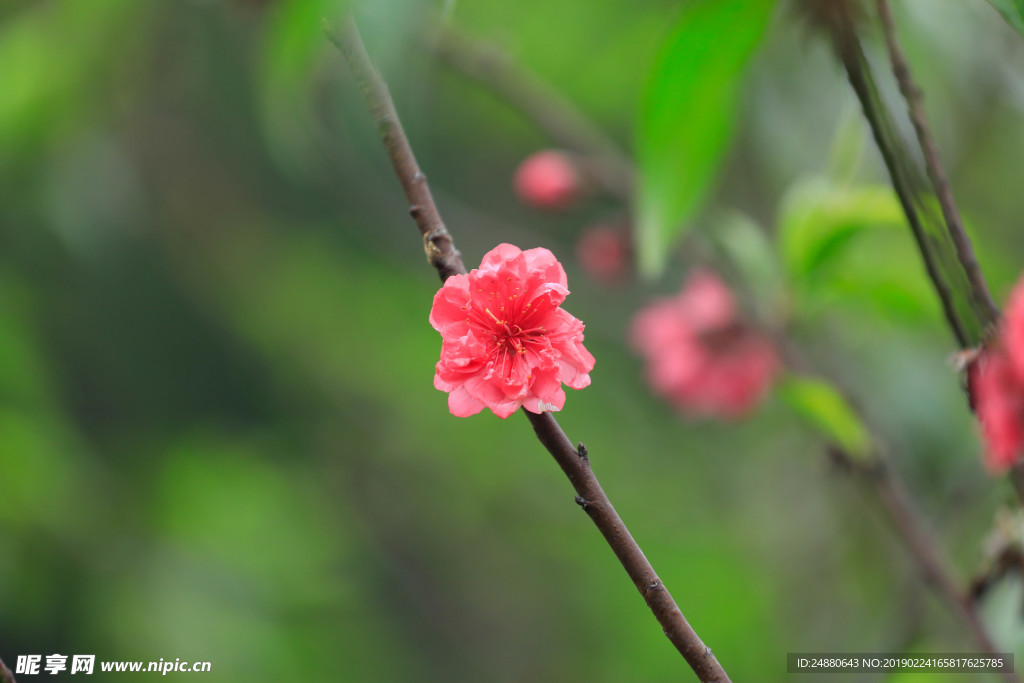 桃花