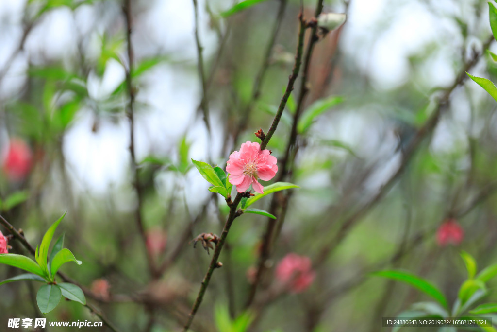 桃花