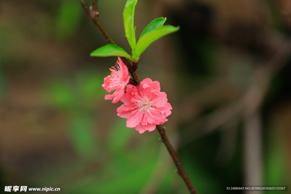 桃花