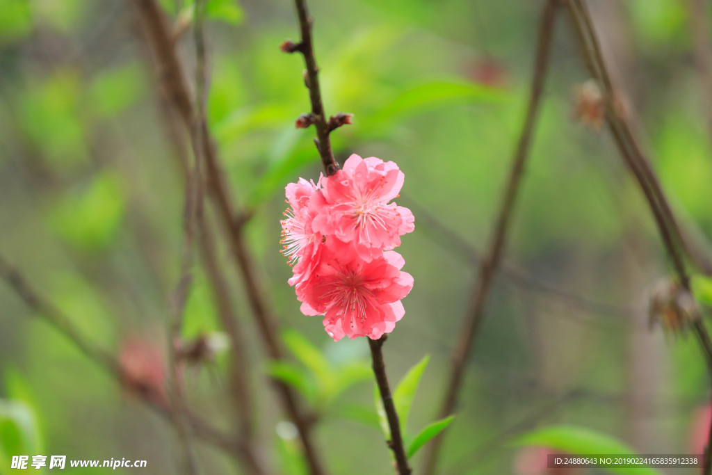 桃花