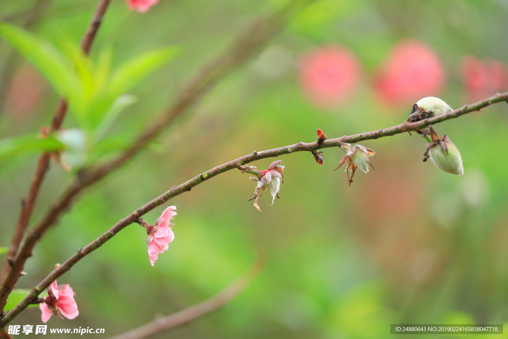 桃花