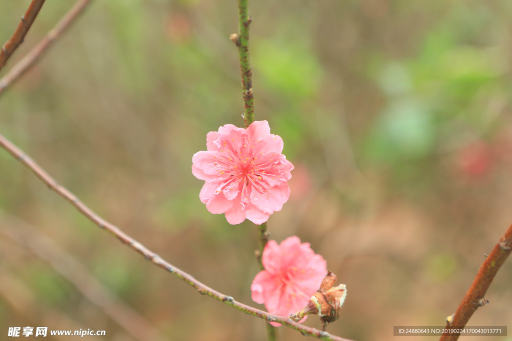 桃花