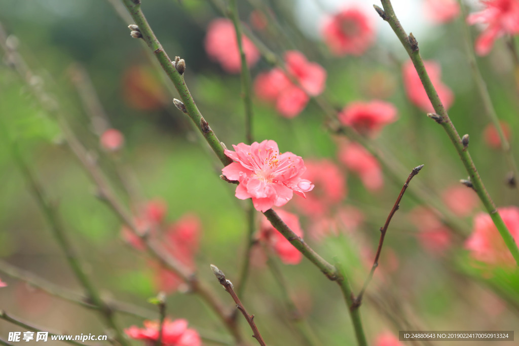 桃花