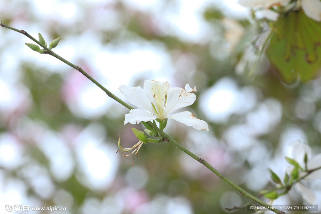 桃花