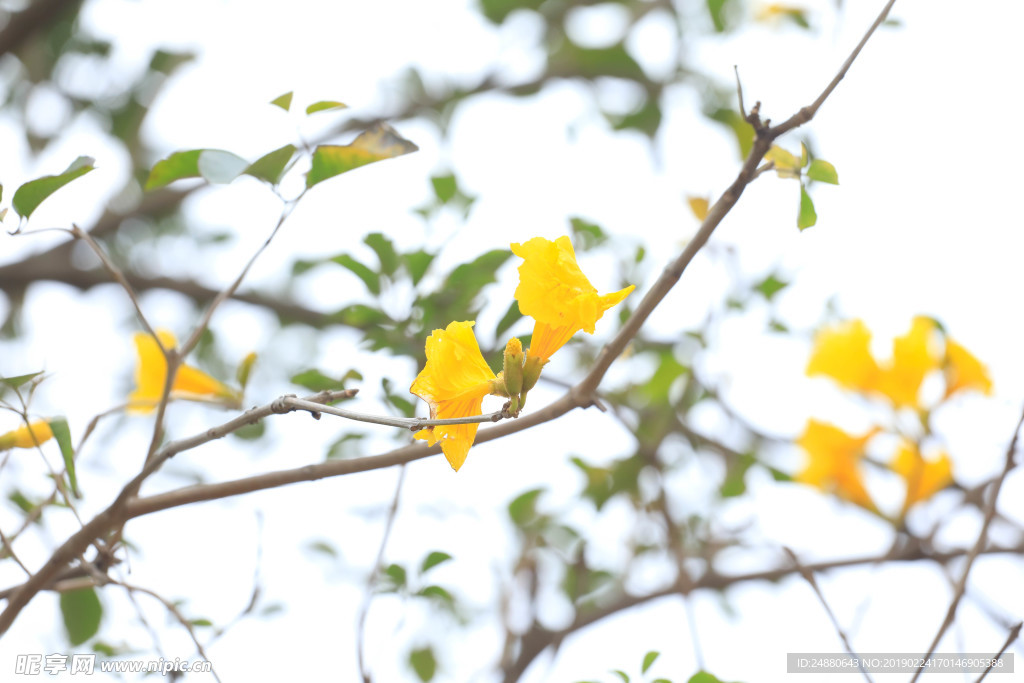 风铃花