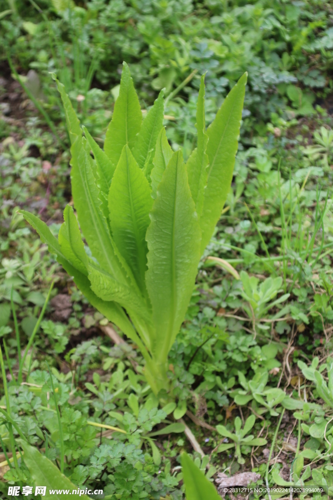 莴苣 莴笋