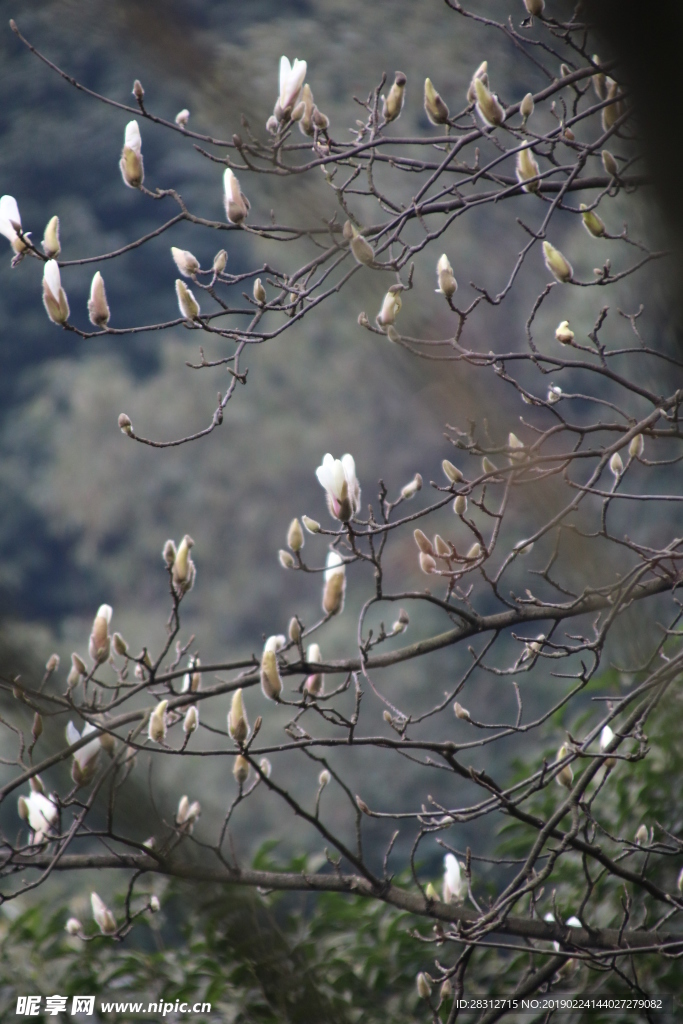 玉兰 山花 白花