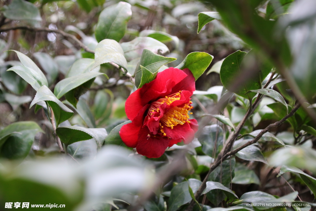 山茶花