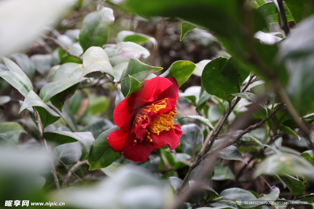 山茶花
