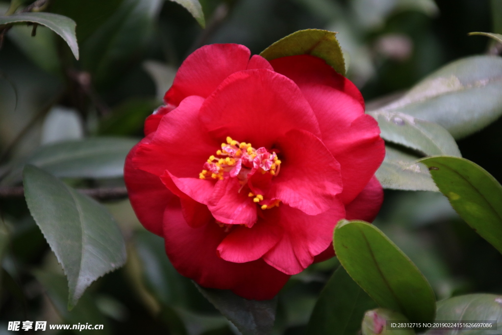 山茶花