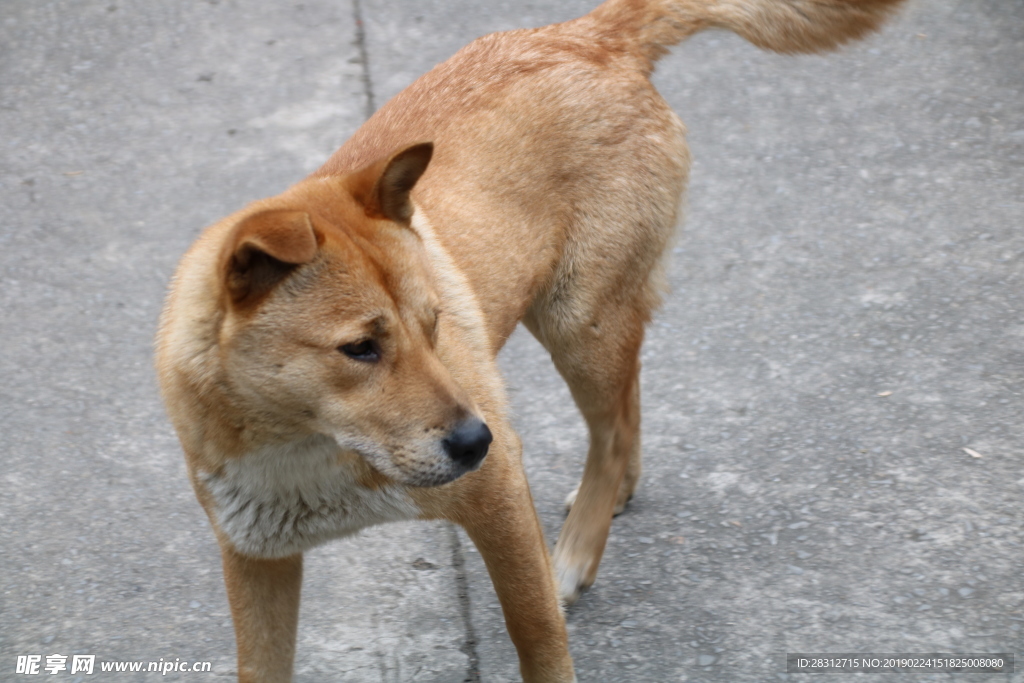 中华田园犬 土狗