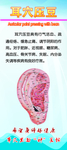 耳穴压豆