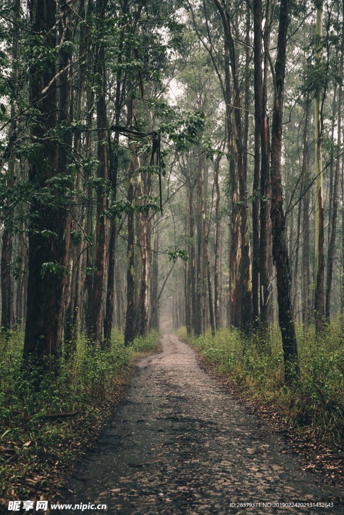 林间小路