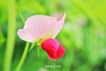 豌豆花