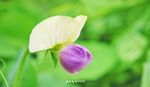 豌豆花