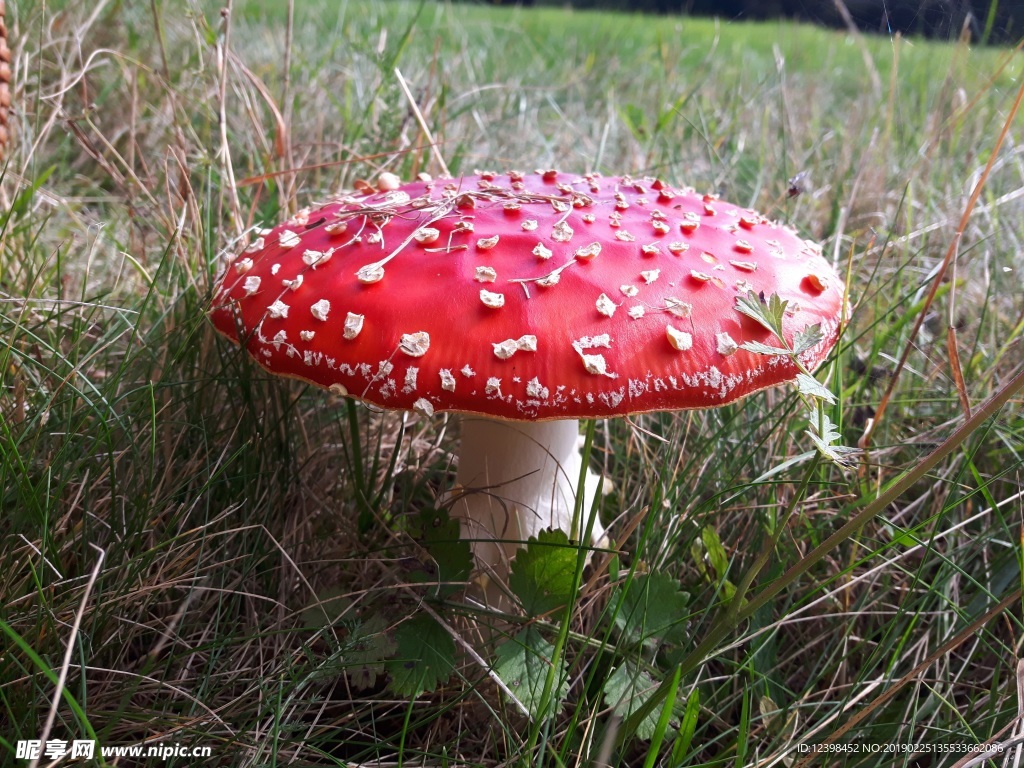 红白相间的红蘑菇，众多“蘑菇文化”的原型，是毒蘑菇的经典代表