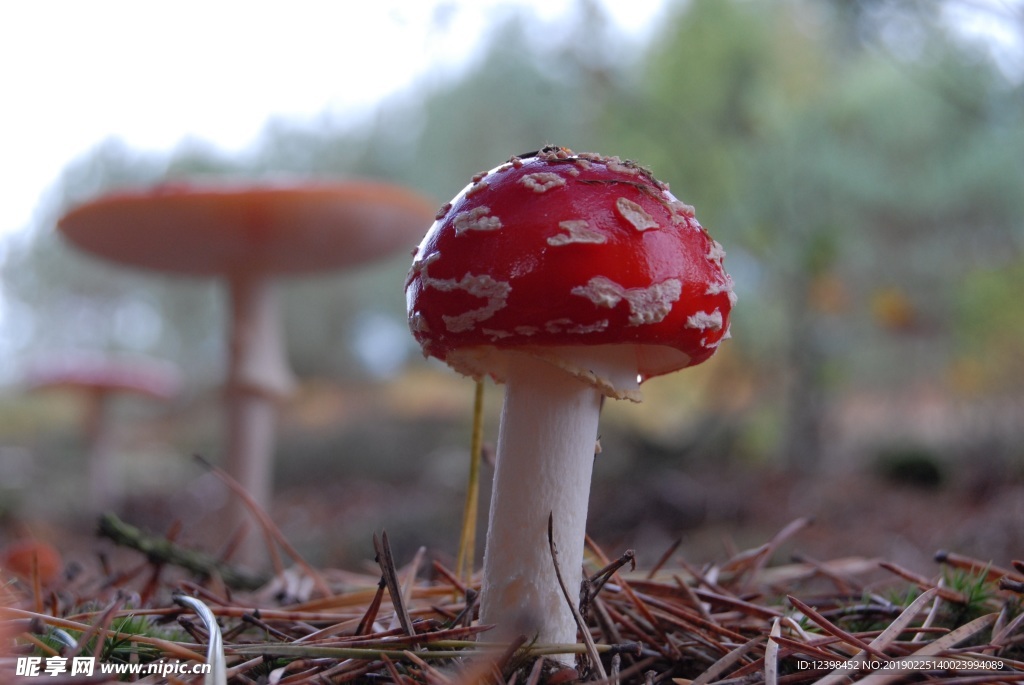 毒蘑菇