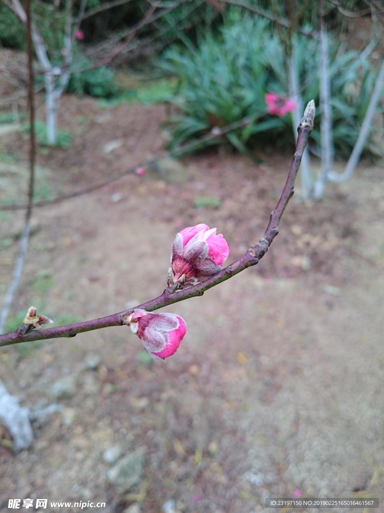 桃花花苞