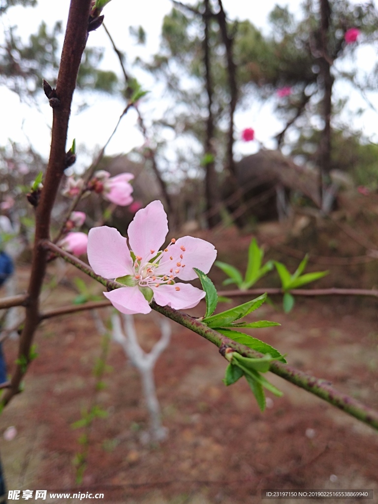 桃花
