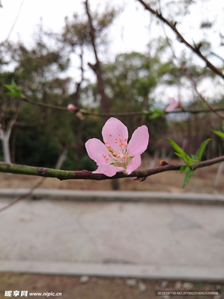 桃花