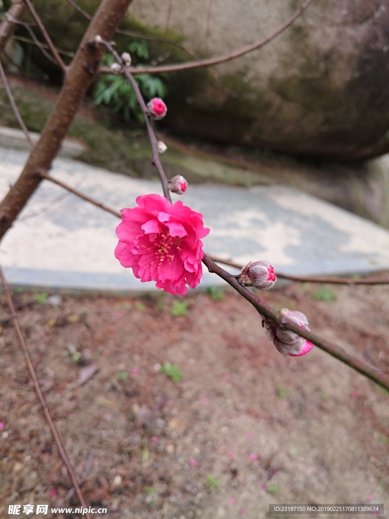 桃花