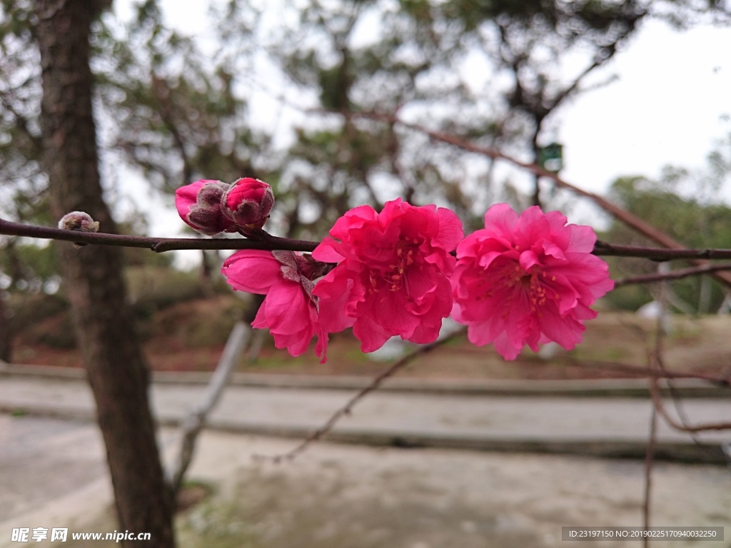 桃花